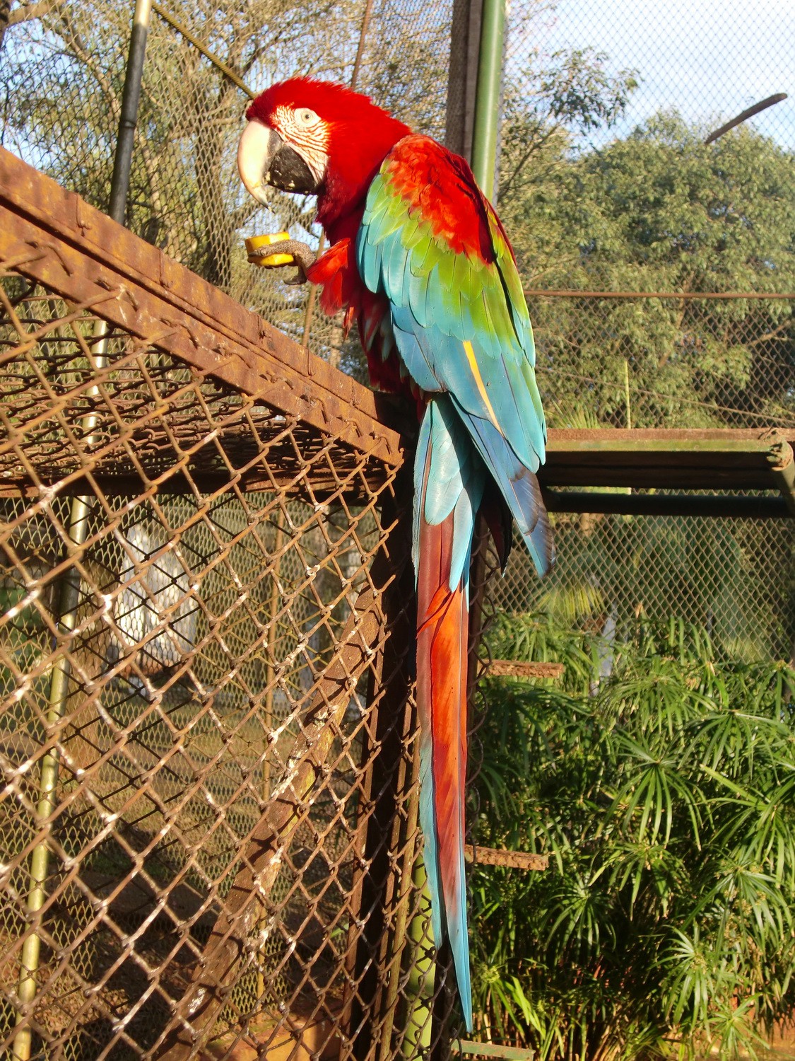 Papagayo Rojo (Red Parrot) in the Itaibu Zoo